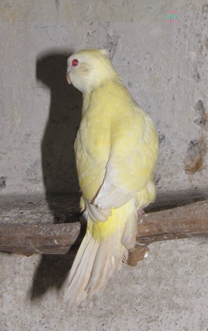 fem lutino.jpg