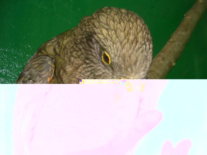 DSCN4907.JPG