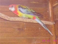 IMG_3838 (WinCE).JPG