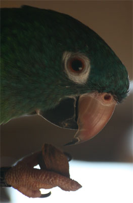 pipo-07.jpg