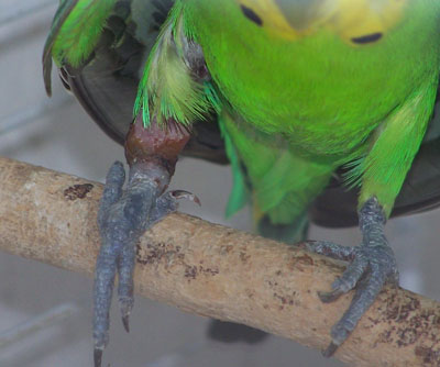 kiwi1.jpg
