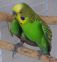 kiwi2.jpg