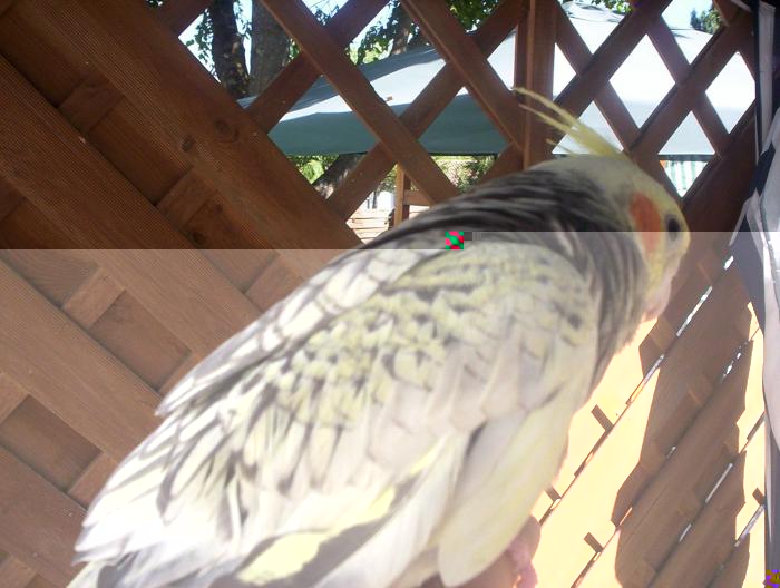 oiseaux valou 2eme couvÃƒÂ©e 023.jpg