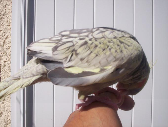 oiseaux valou 2eme couvÃƒÂ©e 022.jpg
