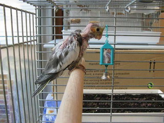 Grizbi (Small).jpg