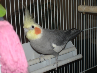 coco parfait.jpg