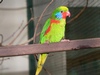 Charmosyna_placentis_100x100.jpg