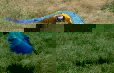 raf 11.jpg