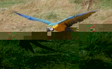 raf 14.jpg