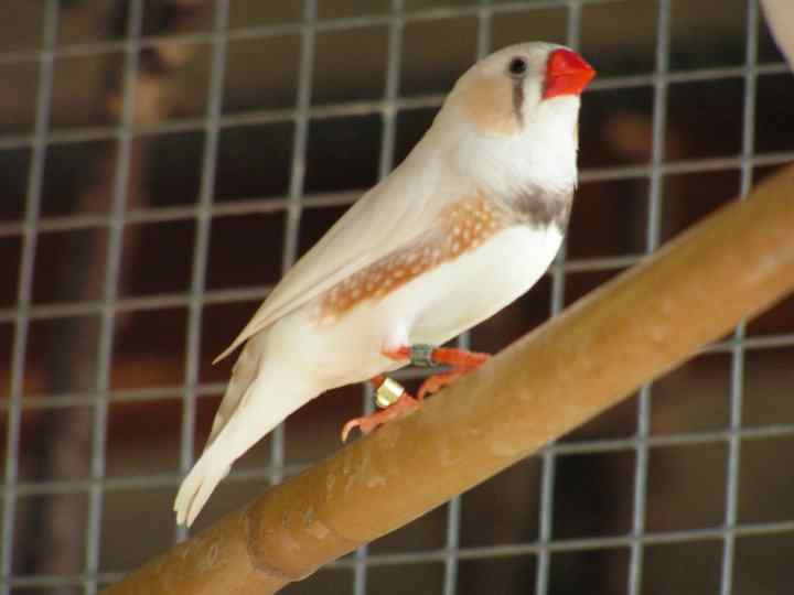 MÃ¢le mandarin blanc aux flancs roux..jpg