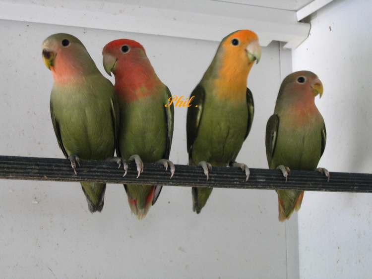 opaline cple 2.jpg