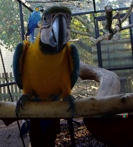 photoo st4 arraignée 996 037 (Small) (Small) (Small) (Small) (Small) (Small) (Small) (Small).jpg