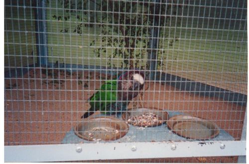 maillÃ© 001.jpg