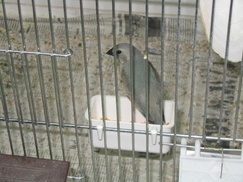 jeune bleue_1_1_1.JPG