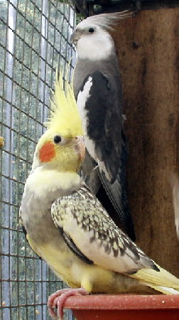 Ghost&phoenix02.jpg