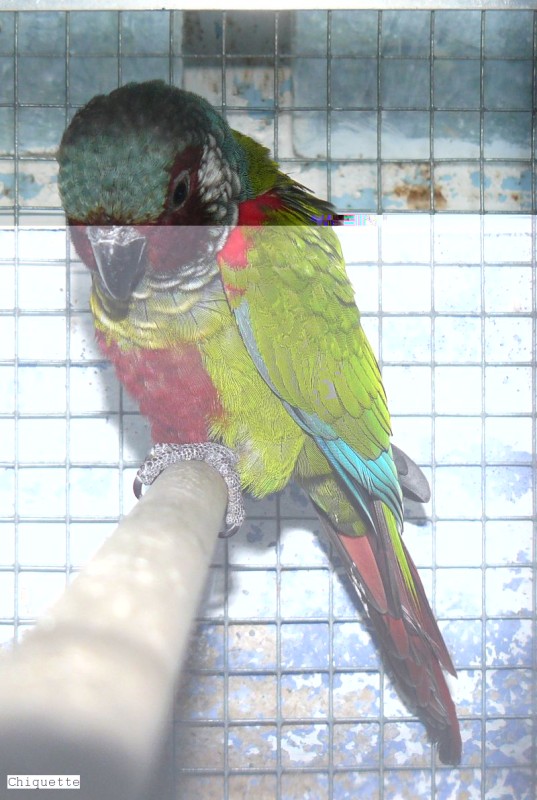 P1020910.jpg (180.95 Kio) Vu 1306 fois P1020910.jpg