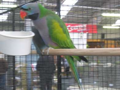 IMG_4585.JPG