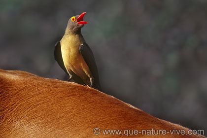 redbilledoxpecker.jpg