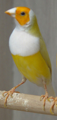 goulds 008.jpg