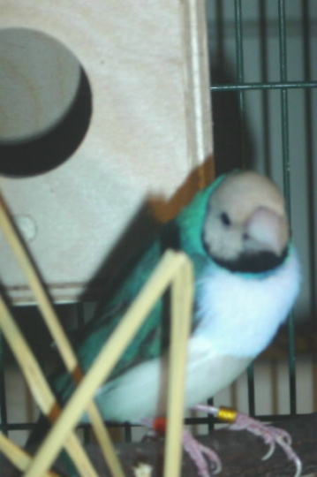 GOULD BLEU 003.JPG