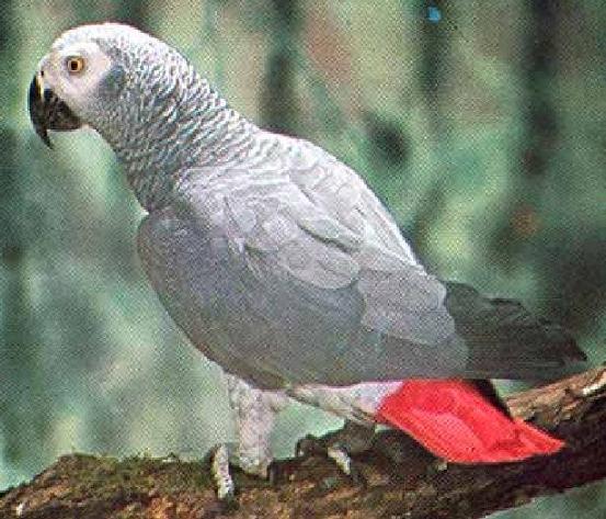 gris du gabon.JPG