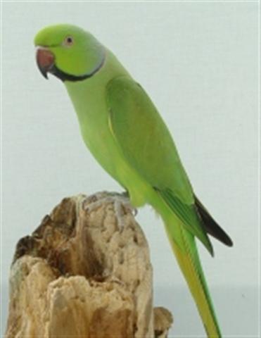 P.k.krameri (Small).jpg