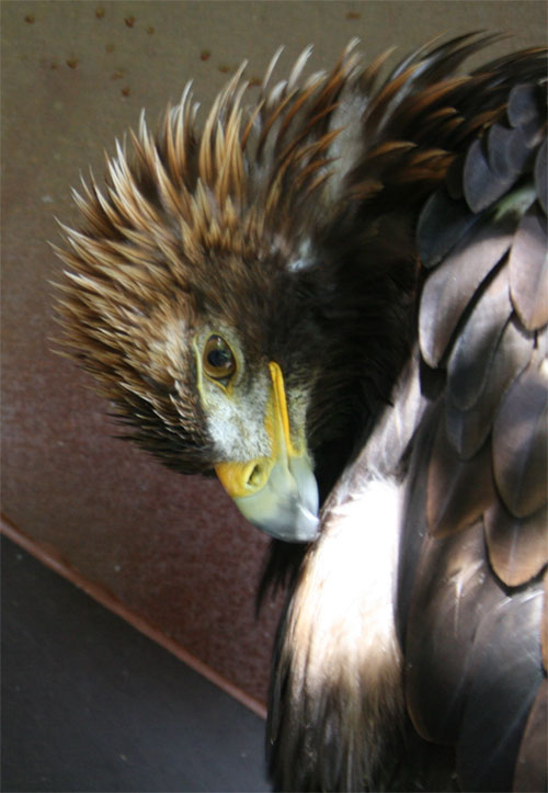 aigle-tete.jpg