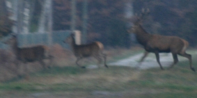 IMG_9292.jpg