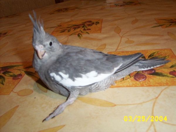 Calo BB FB 35jours 011.jpg