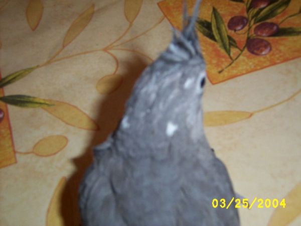 Calo BB FB 35jours 012.jpg
