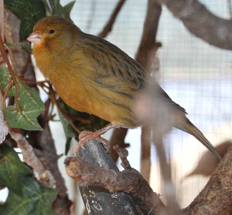 fifi canari.jpg