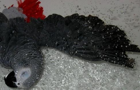 perles 1.jpg