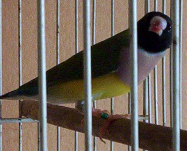 piaf.jpg