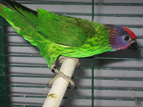 goldie male.jpg
