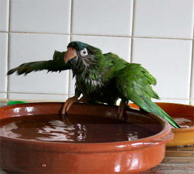 pipo-bain-11-03.jpg