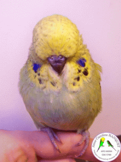 op vert foncÃ© 2.gif