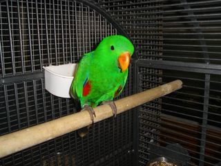 eclectus male.jpg