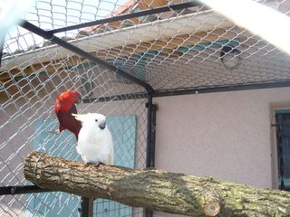 boule et pepita.jpg