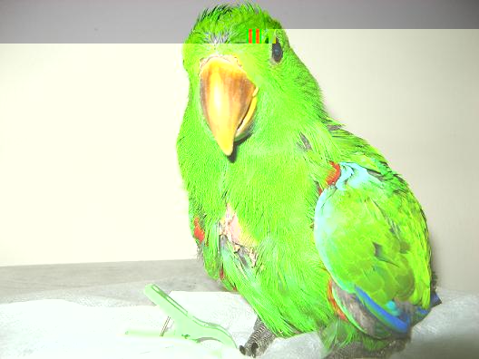 pitchou 005.JPG