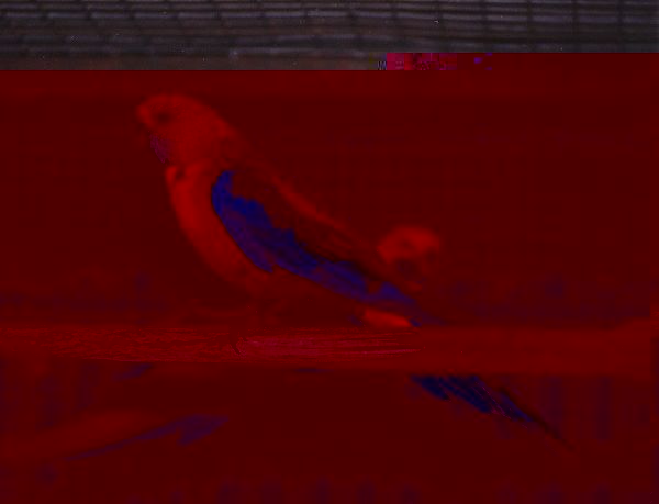 parkiet_australischeenmutaties_128.jpg