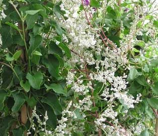 polygonum.jpg