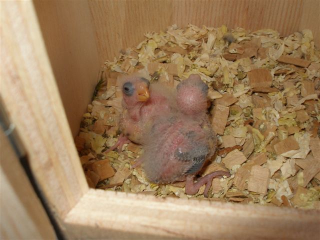 bÃ©bÃ©s turq 12 et 14 jours.JPG