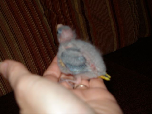 bÃ©bÃ© flou 15 jrs.JPG