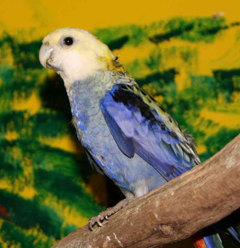 pal3.jpg