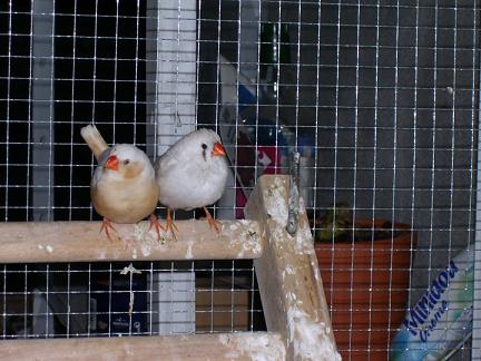 photo mandarins.jpg