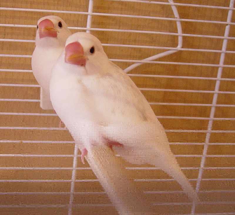 ptits blancs.jpg