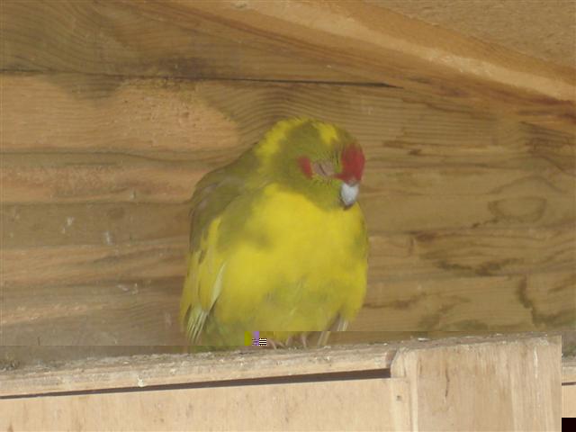 KAKARIKI.JPG