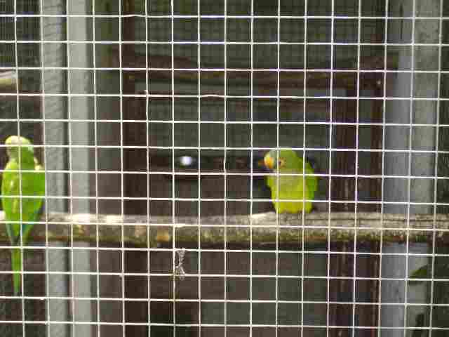 conure.jpg