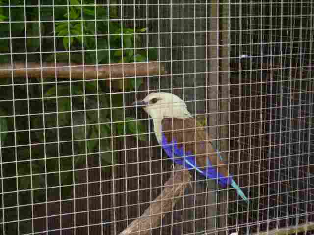 kookabura.jpg