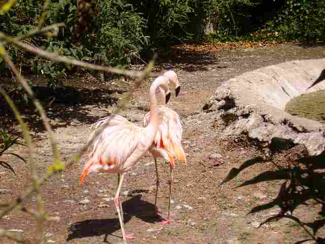 flamant.jpg